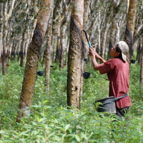 Potensi Perkebunan Kabupaten Banjar