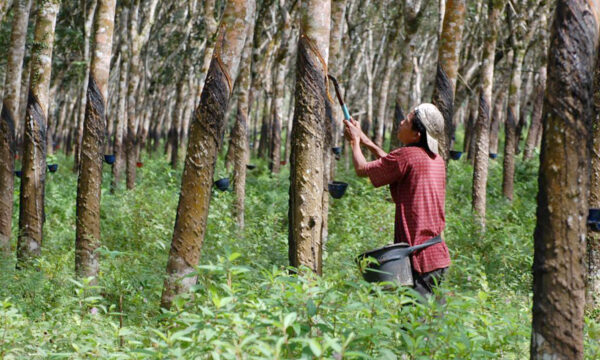 Potensi Perkebunan Kabupaten Banjar